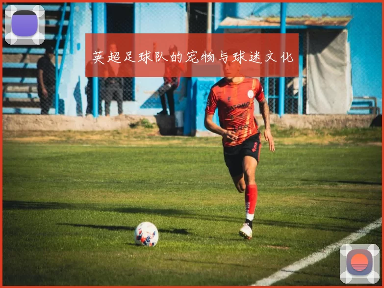 英超足球队的宠物与球迷文化
